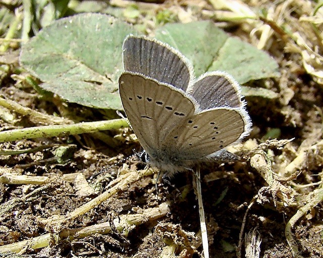 little blue
